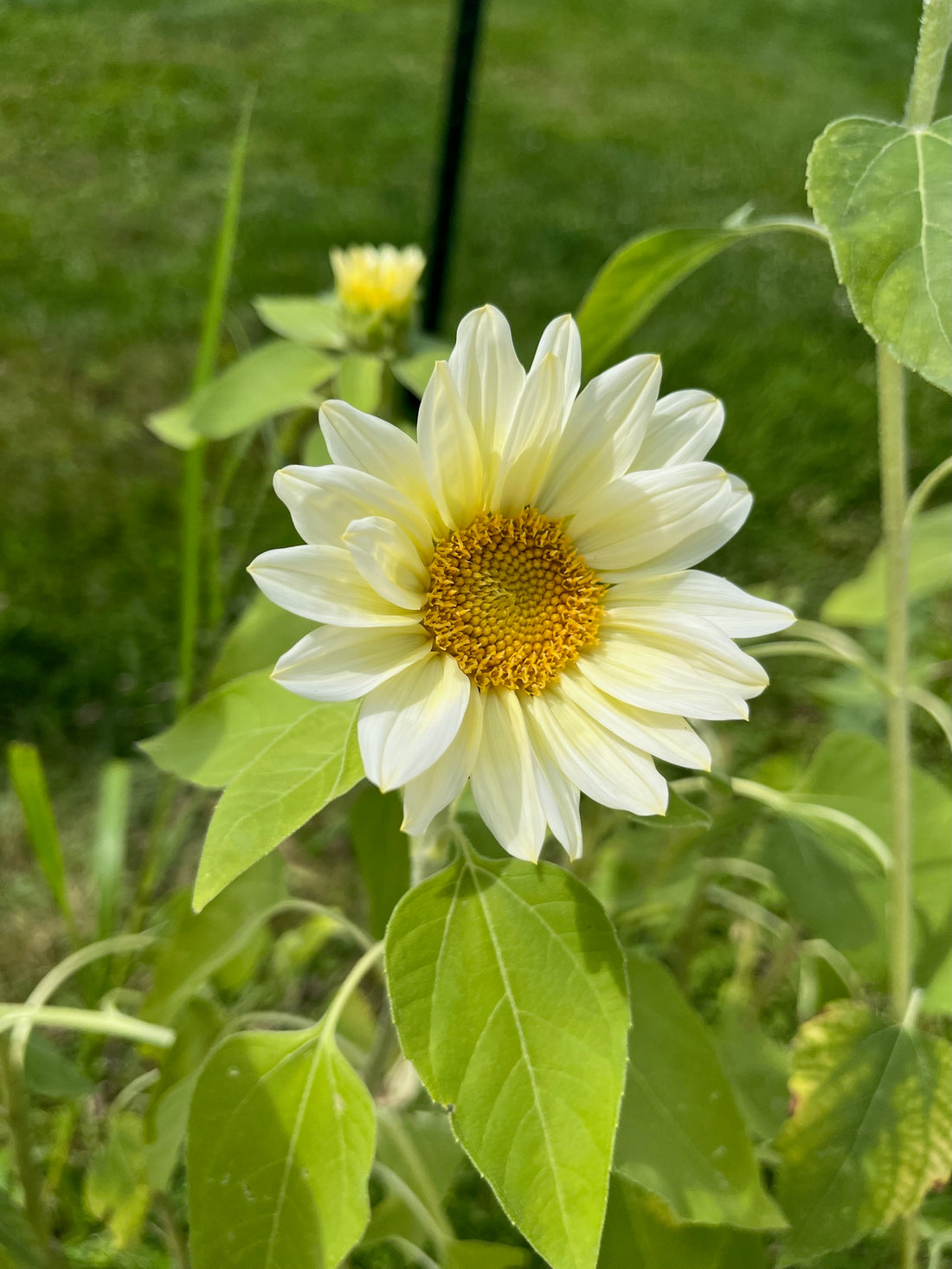 The ProCut White Lite Sunflower