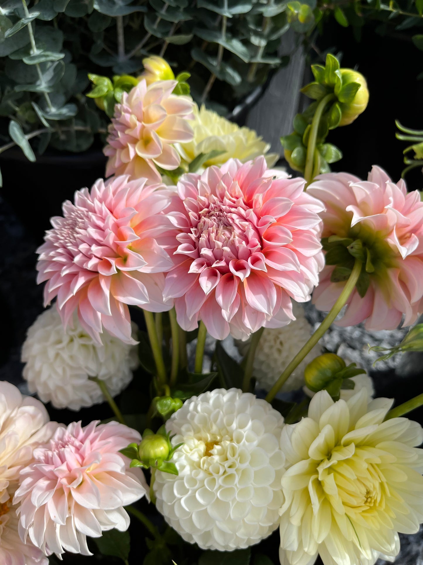 Dahlia Bunch Subscription: Fall