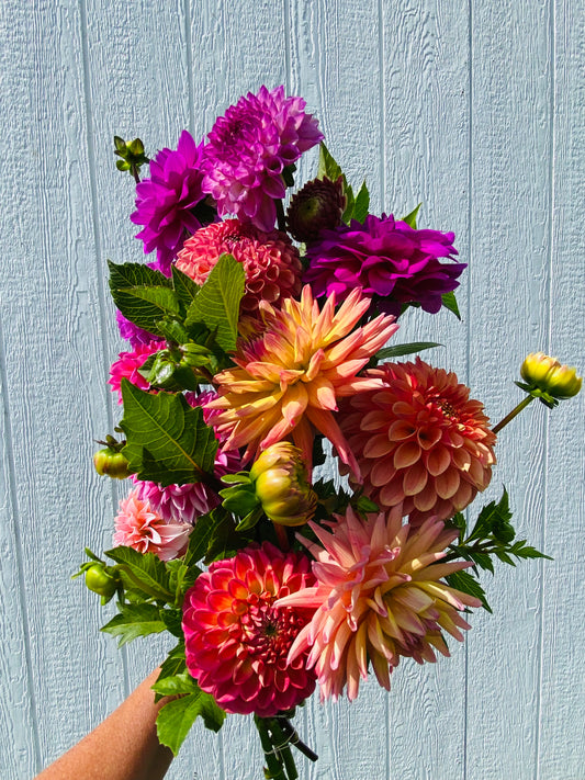 Dahlia Bunch Subscription: Fall