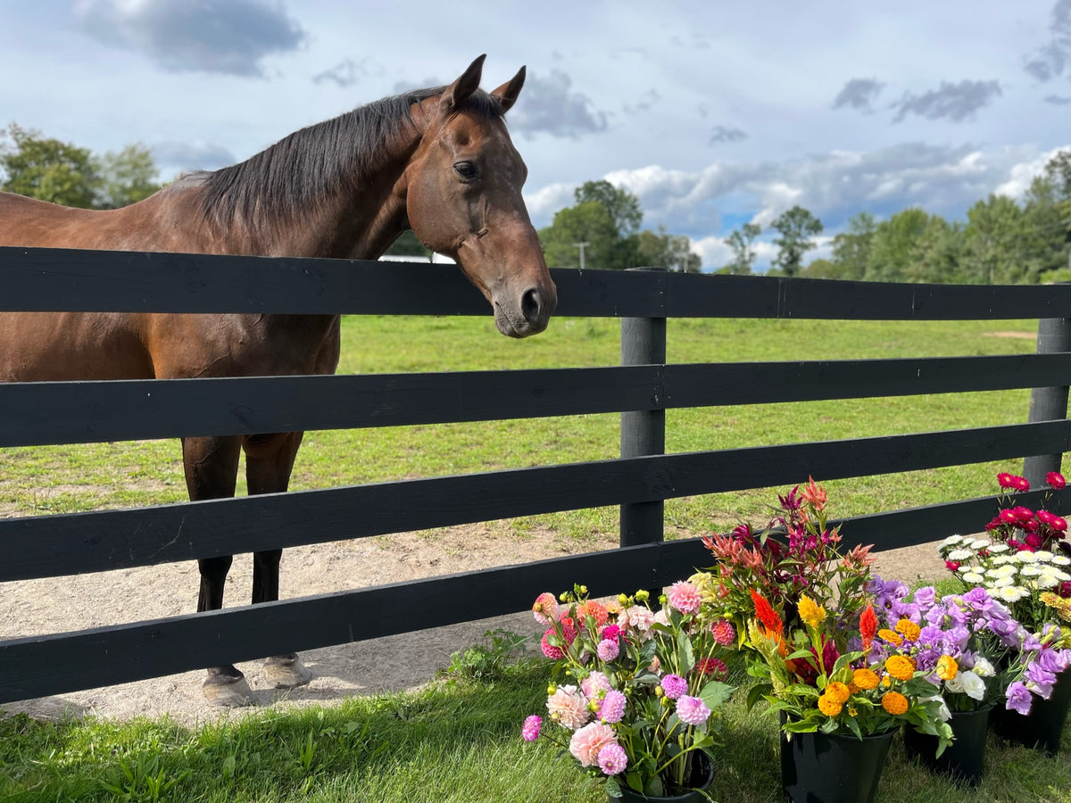 The Flower Paddock at White Thistle Farm