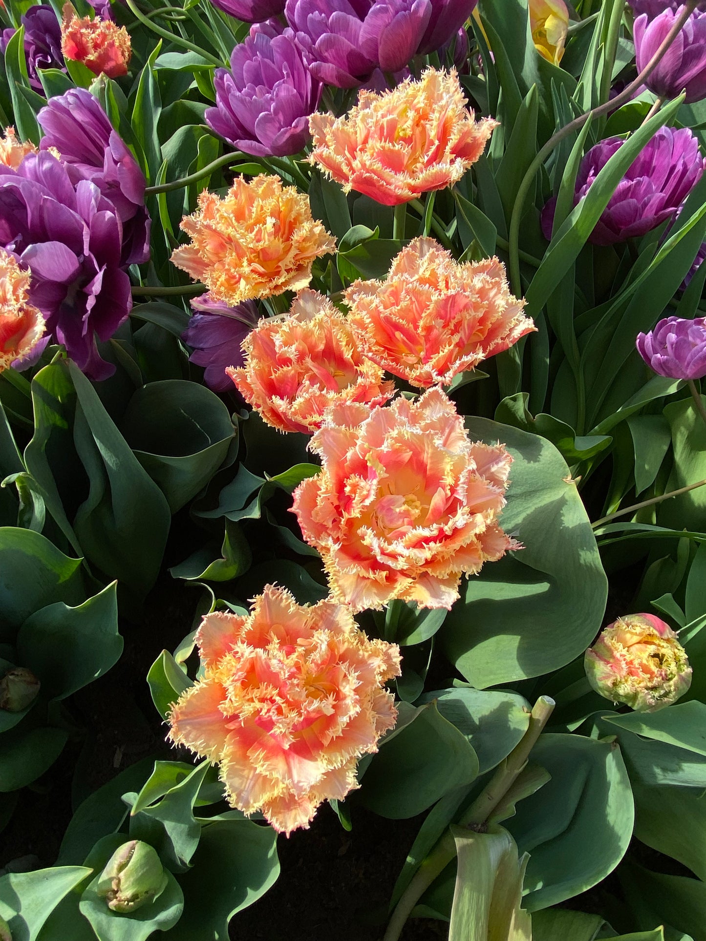 CSA Bouquet Subscription: Early Spring